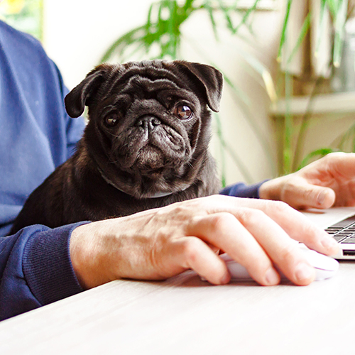 online heating oil ordering